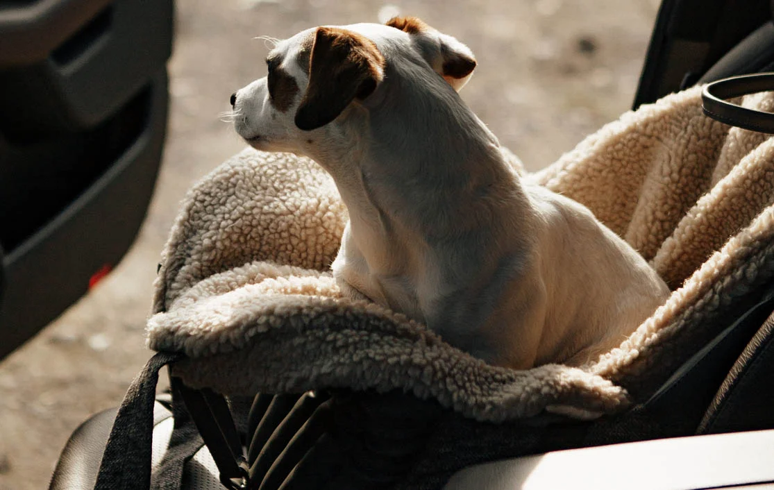 Toyota Sienna Dog Carrier Car Seat for Sealyham Terrier
