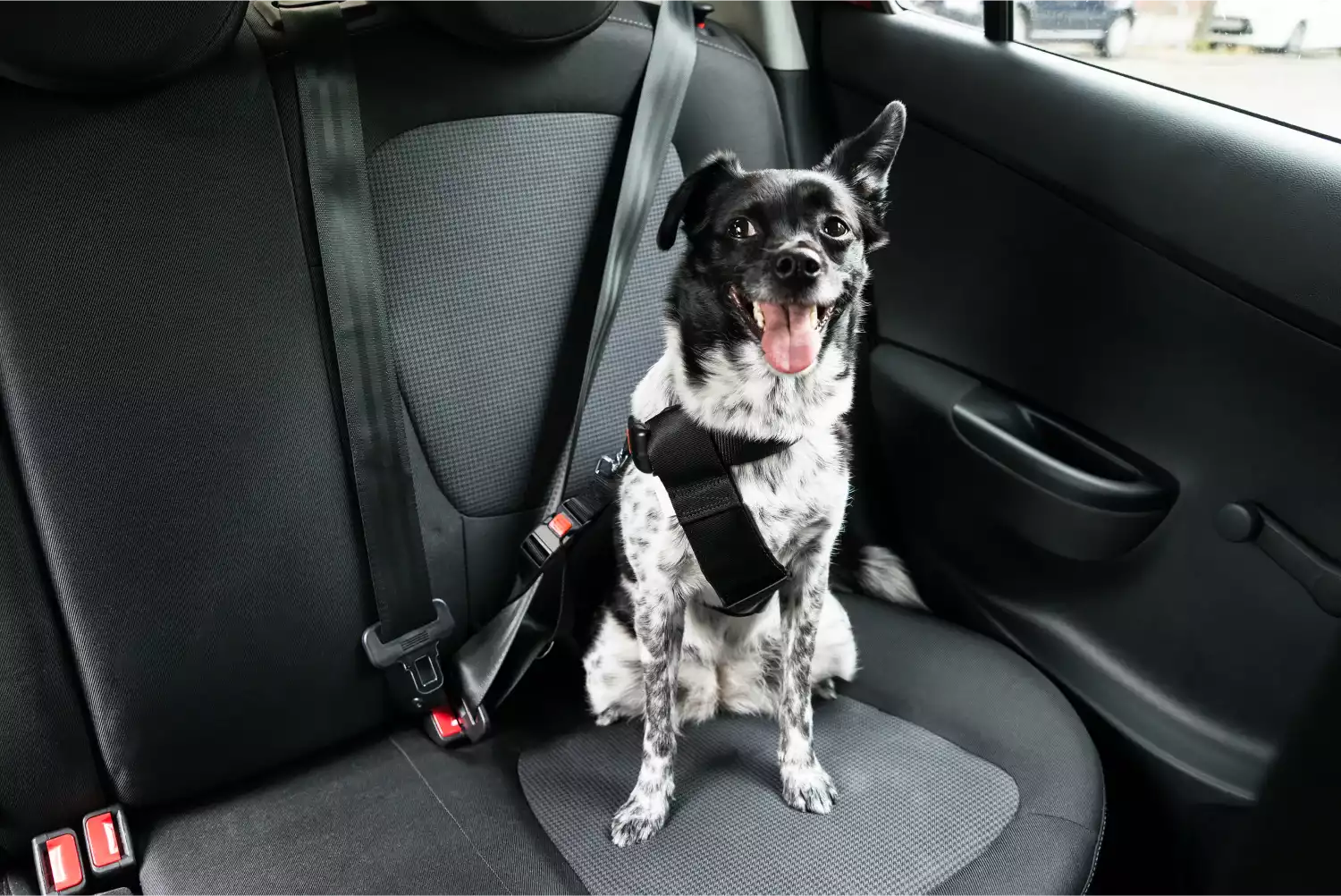 Volkswagen Jetta Dog Car Seat Belt for Miniature American Shepherds
