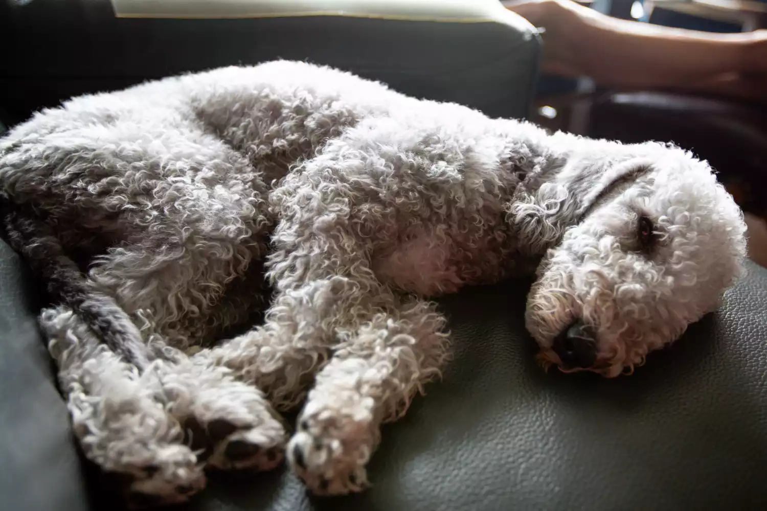 Subaru Impreza Dog Car Seat for Bedlington Terriers