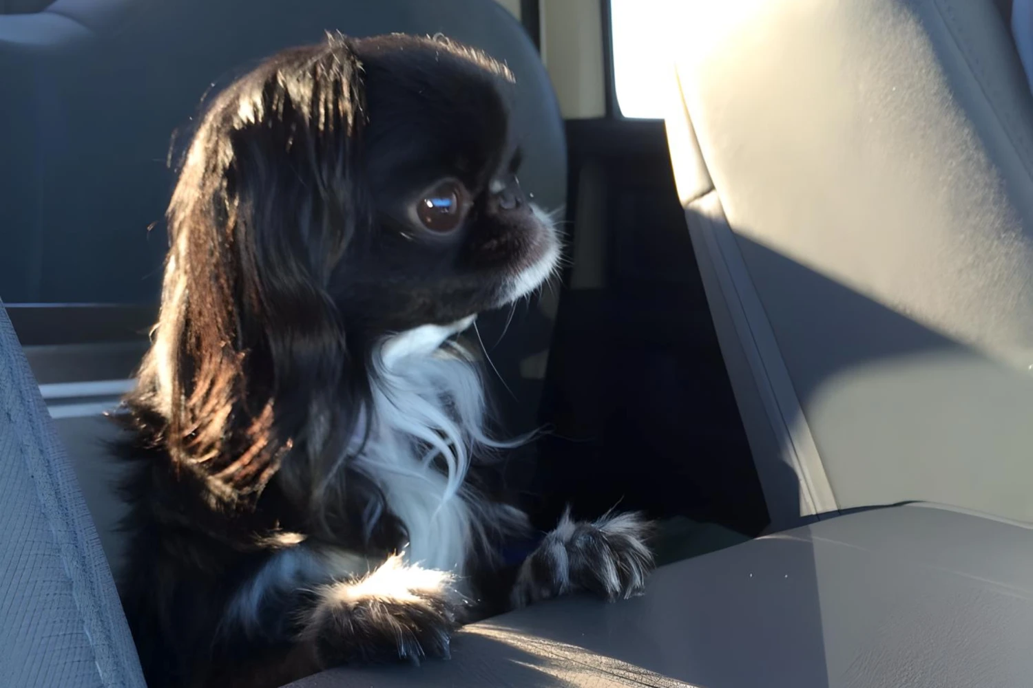 Toyota Highlander Dog Car Seat for Japanese Chin