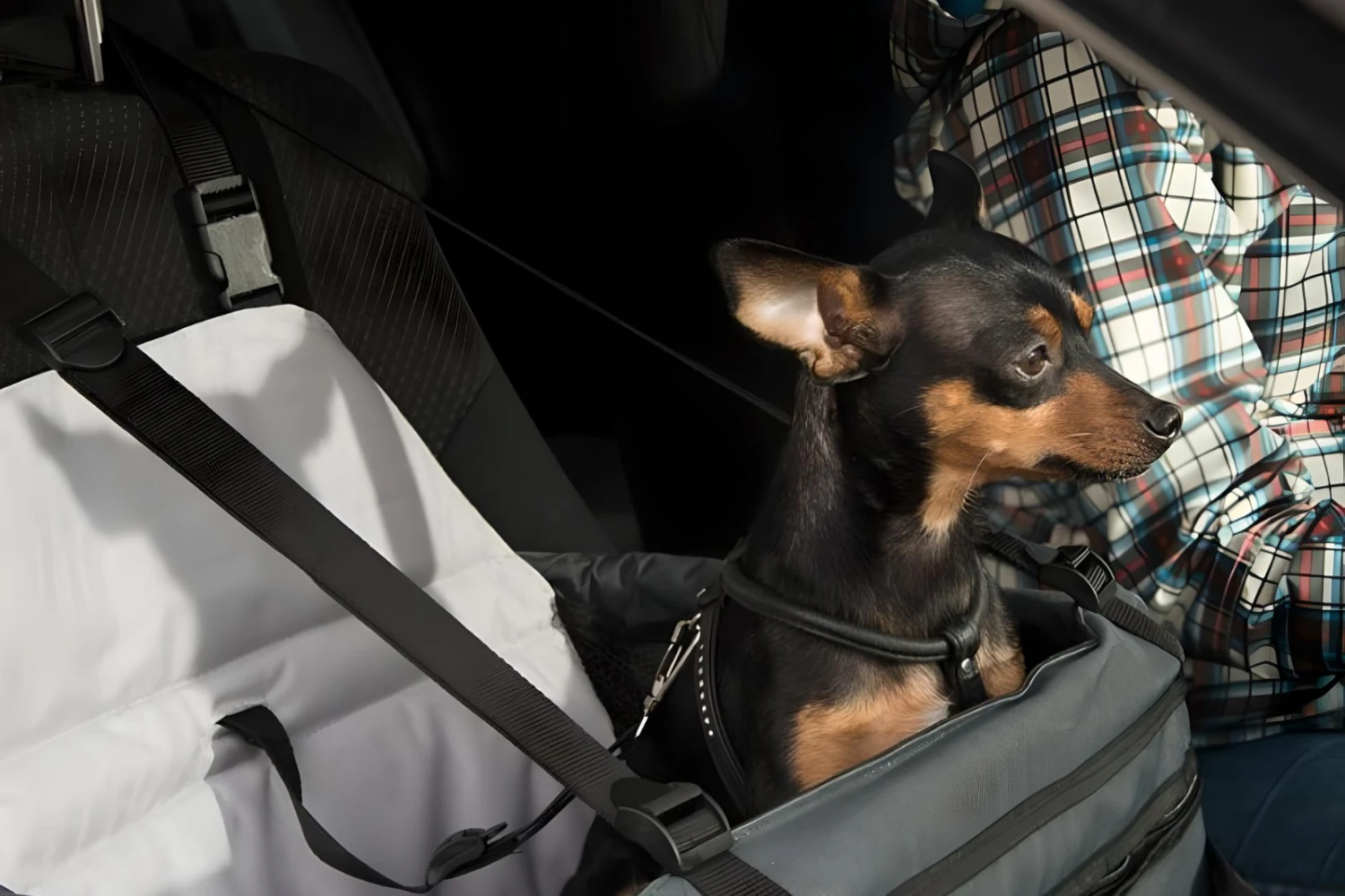 Chevrolet Malibu Dog Carrier Car Seat for Toy Manchester Terrier
