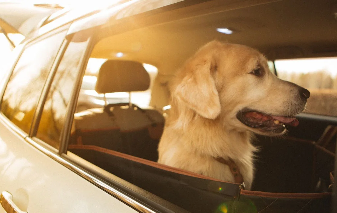 pet seat cover for Chevrolet Impala
