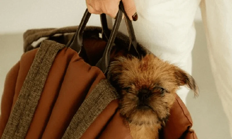 Chevrolet Traverse Dog Carrier Car Seat for Papillon