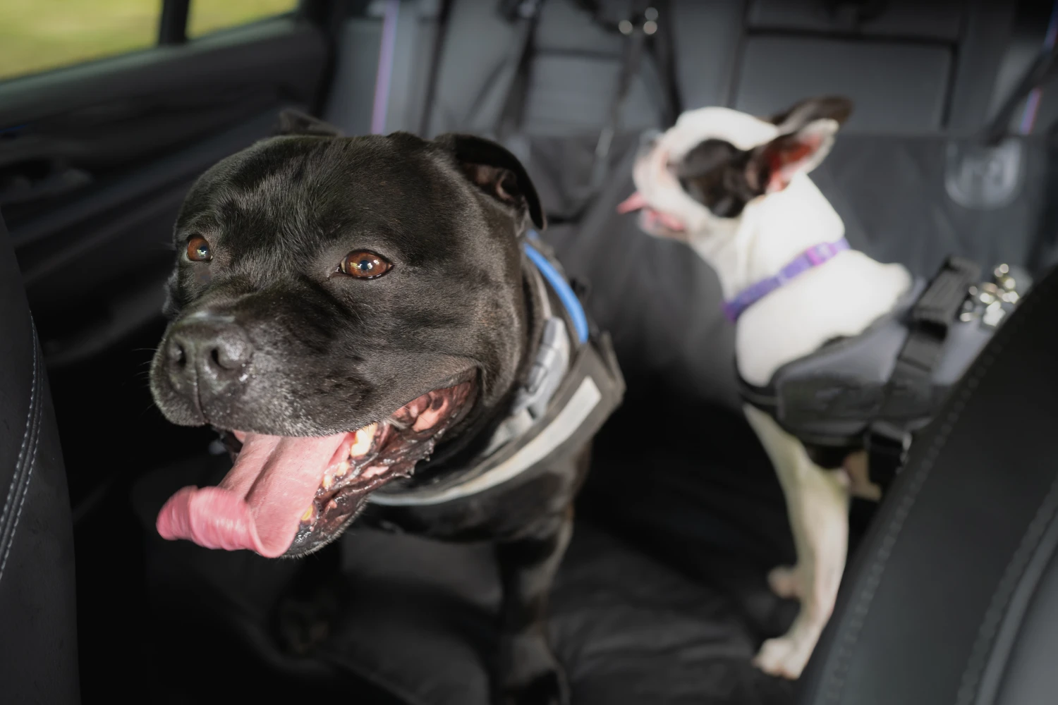 Subaru Impreza Dog Car Seat for Staffordshire Bull Terriers