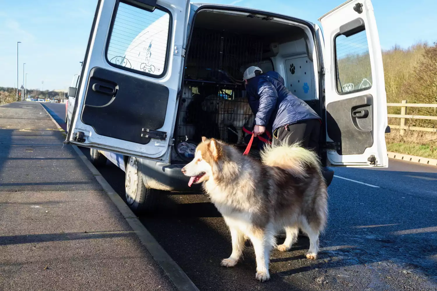 Ram Truck back seat cover for Alaskan Malamutes