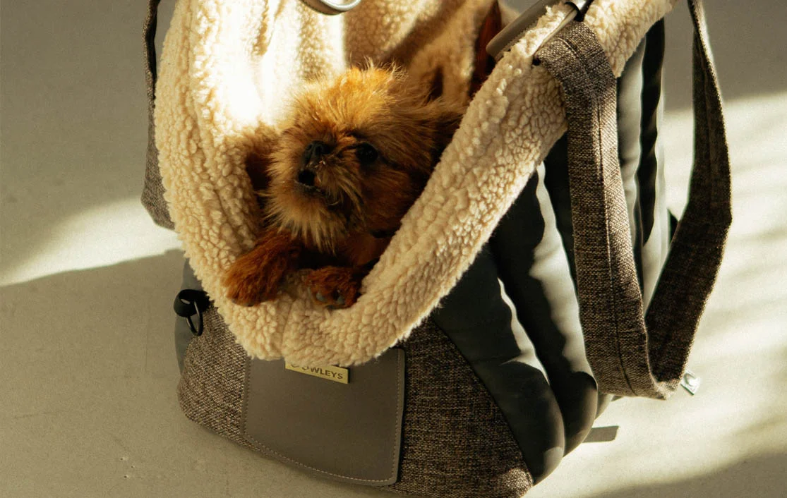 Dog Carrier Purse for Kromfohrlander